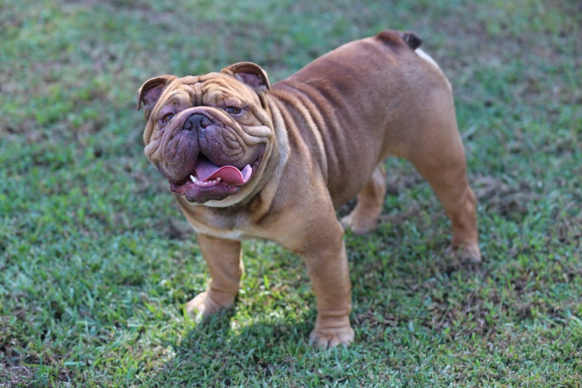 Best English Bulldog Stud Fee of the decade Check it out now 